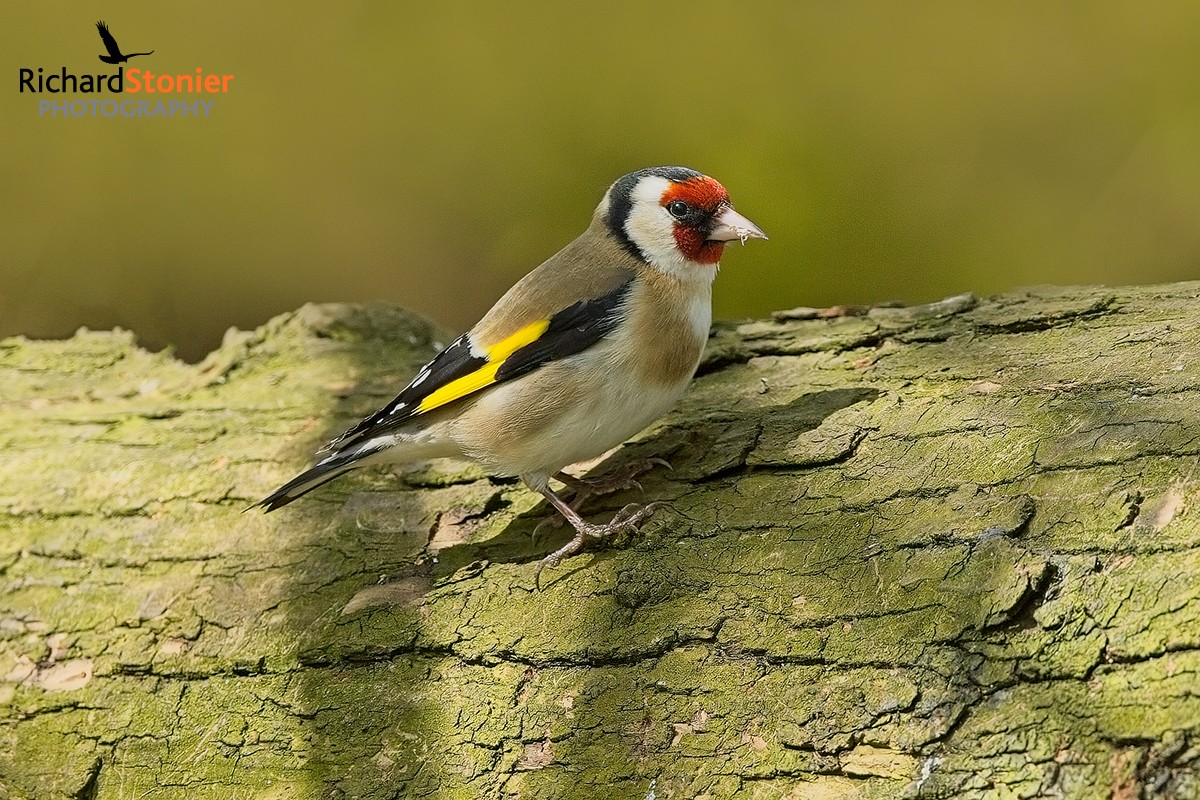 Goldfinch - Staffs 21 Apr 24