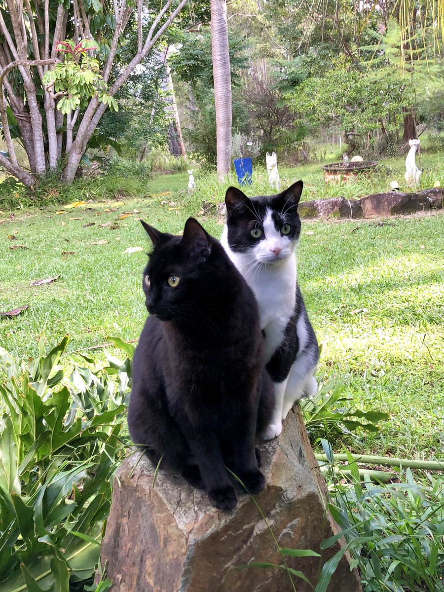 おはようございます☀️
庭のシンクロ兄弟ですにゃはっ❣️

#catbrothers #catlovers #CatsOnTwitter 
#farmcat #gardencat #fureverhome 
 
#にゃんだふるらいふ #ずっとニャかよし 
#庭のねこ #木登り猫 #猫のいる暮らし #猫兄弟
