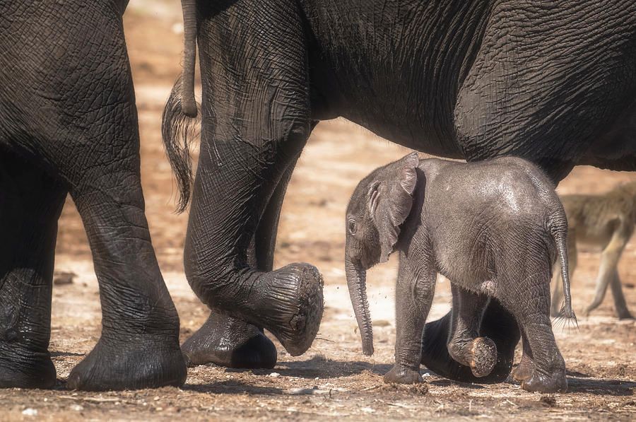 Baby Elephant Walking Among Giants Botswana Africa! buff.ly/3IwTNYa #elephant #baby #calf #elephants #wildlife #wildlifephotography #BuyIntoArt #AYearForArt #TheArtDistrict #SpringIntoArt #Travel #travelphotography #giftideas @joancarro