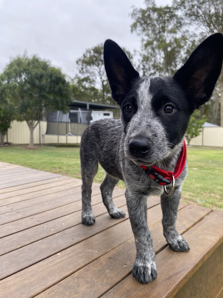 Geeiroo's tweet photo. @rhia_natalie Happiest of birthdays! I hope you’ve been absolutely spoilt and had a day full of love 🫶🏼
This is my blue heeler, Spud 💞🫶🏼 https://t.co/GuVSfdcLoH