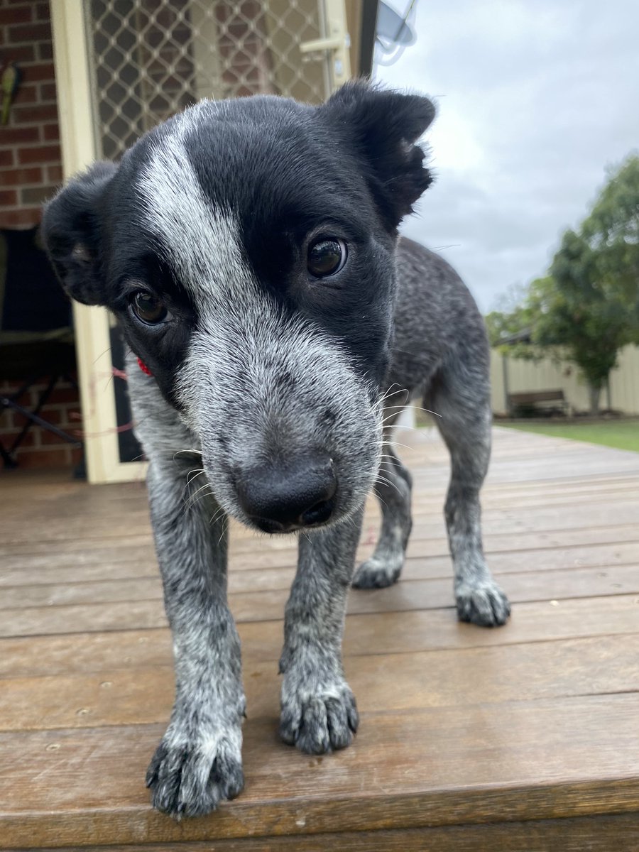 Geeiroo's tweet photo. @rhia_natalie Happiest of birthdays! I hope you’ve been absolutely spoilt and had a day full of love 🫶🏼
This is my blue heeler, Spud 💞🫶🏼 https://t.co/GuVSfdcLoH