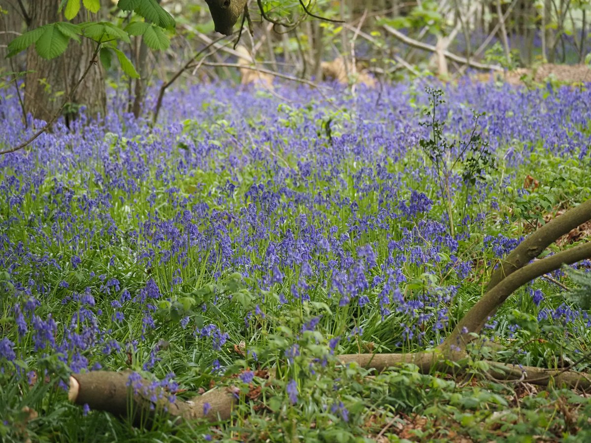 East_England_NT tweet picture