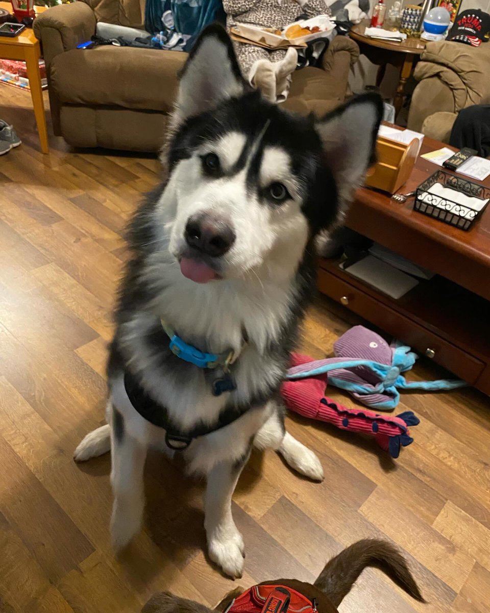 shrubbery_queen's tweet photo. Happy 2nd Birthday Iroh! https://t.co/ZlQaxV2tiv