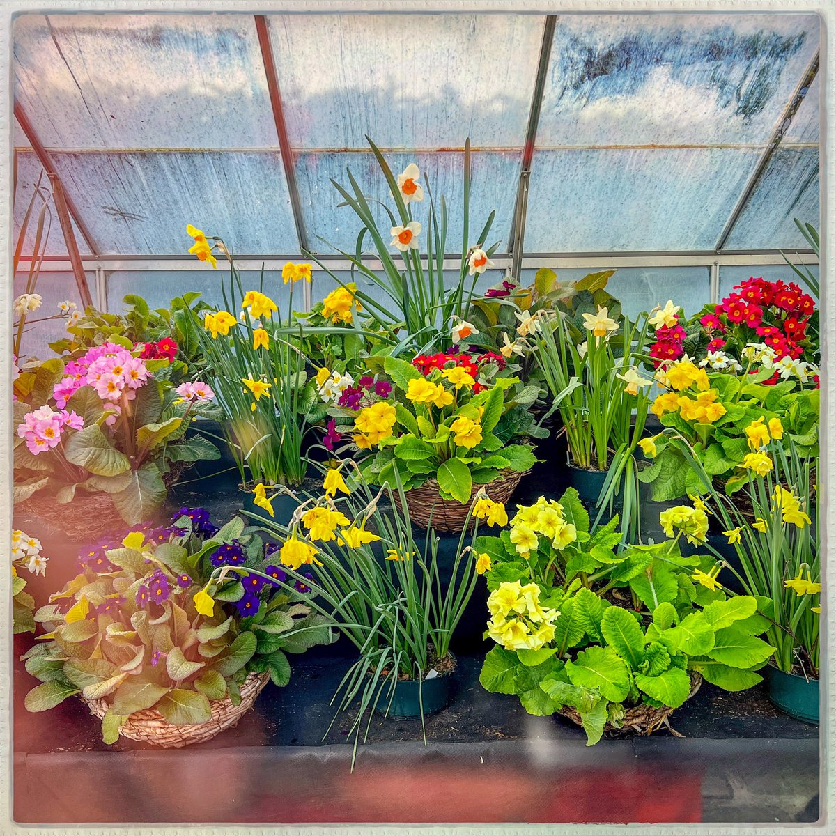 Day 116/366 #photoaday Today, I found a greenhouse full of spring. #photooftheday #spring