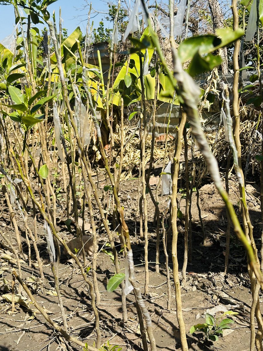 Madinadaffe tweet picture