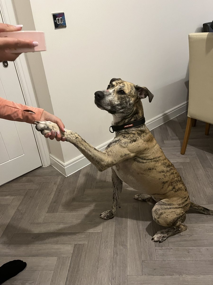 Could you be the FUREVER Home that Cassius needs? Secure garden, previous experience, time to exercise and work on basic obedience. Dog friendly, kid friendly, no cat experience. 18 months old North West