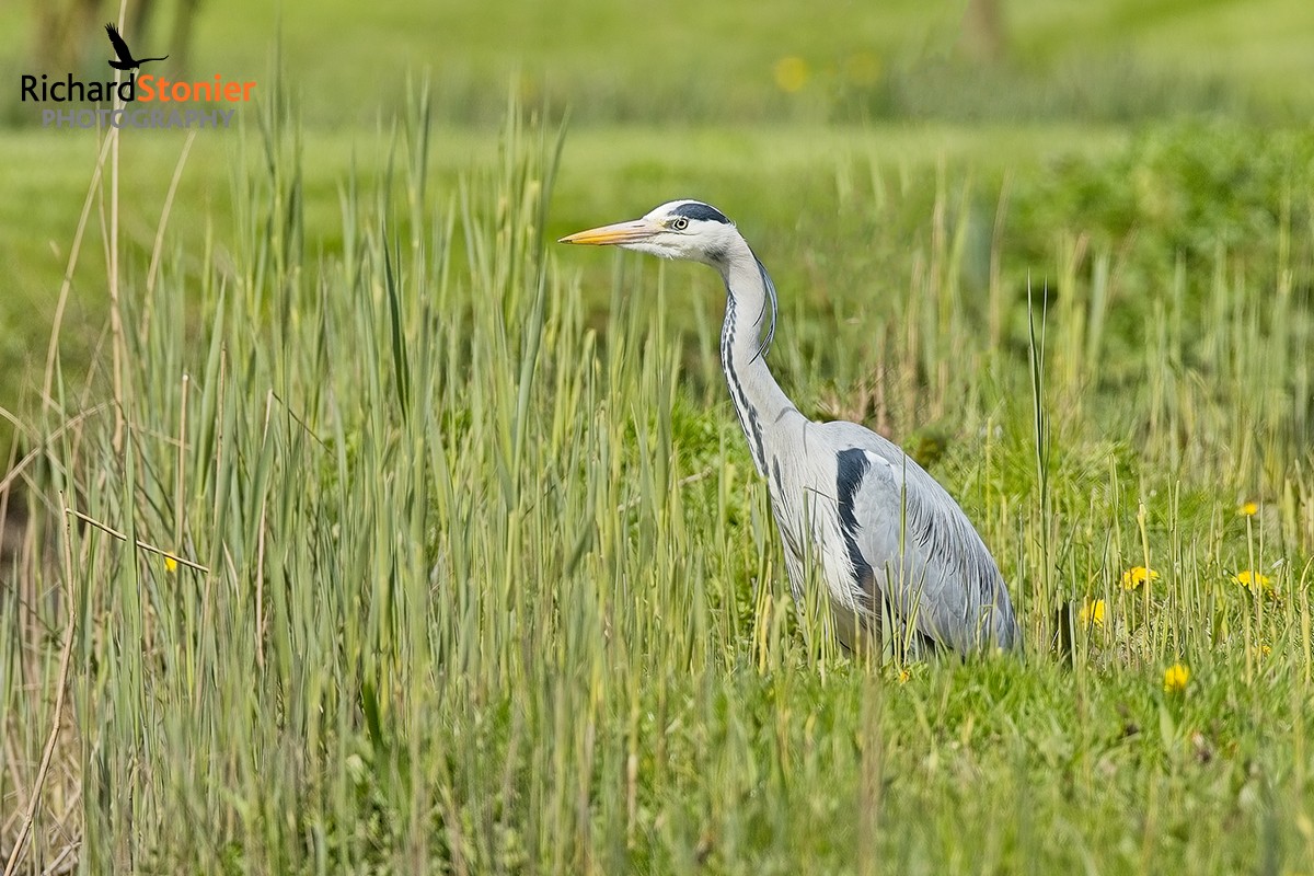 Grey Heron on my Staffs Nature Reserve - 21 Apr 24