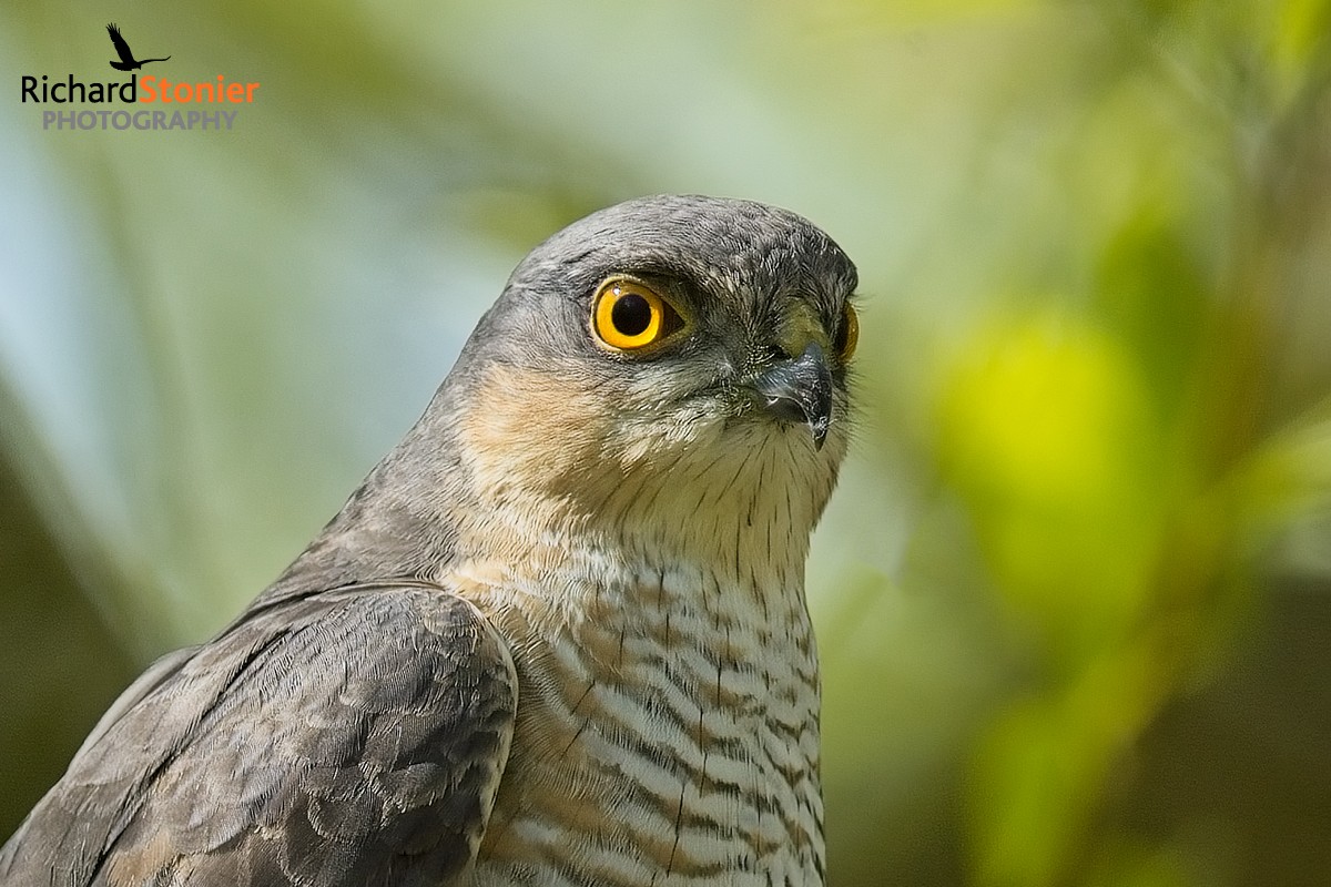 Male Sparrowhawk on my Staffs nature reserve...