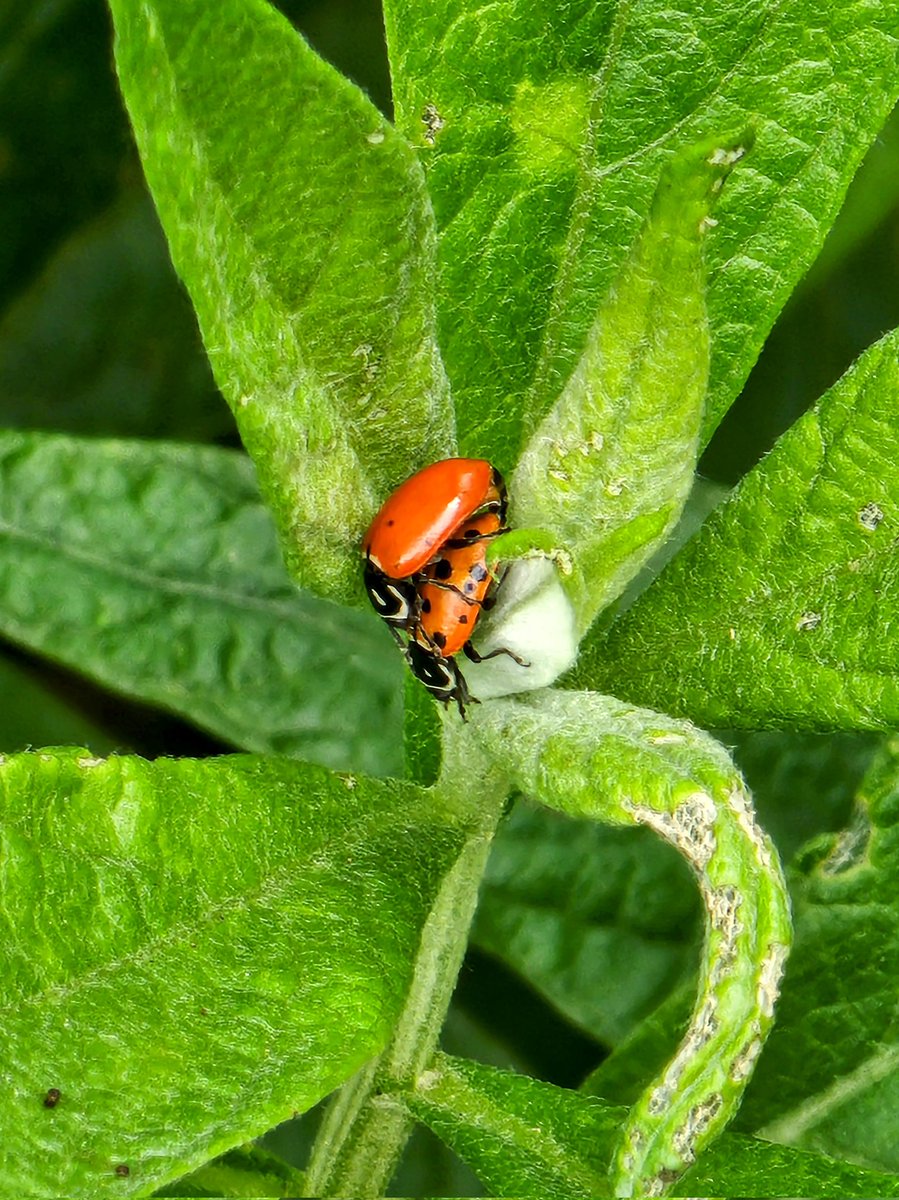 Harlequin beetles and ladybugs thriving among native plants! 🐞 Bladder Pod (Peritoma arborea) and Mugwort (Artemisia douglasiana) provide essential habitats for insects. 🌿 #NativePlants #insectthursday #Ladybug #beetle #insects #pollinatorgarden #pollinators