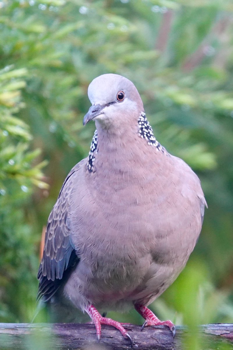 #FirstSeenAndHeard #FSAH 

Seen: Spotted Dove. Heard: very early, Eastern Spinebill & an owl maybe Eastern Barn Owl. South Gippsland, Australia

@birdemergency 
#birdwatching #Birding #birdphotography #WildOz #bird #TwitterNatureCommunity  #BirdsSeenIn2024 #SonyRX10iv