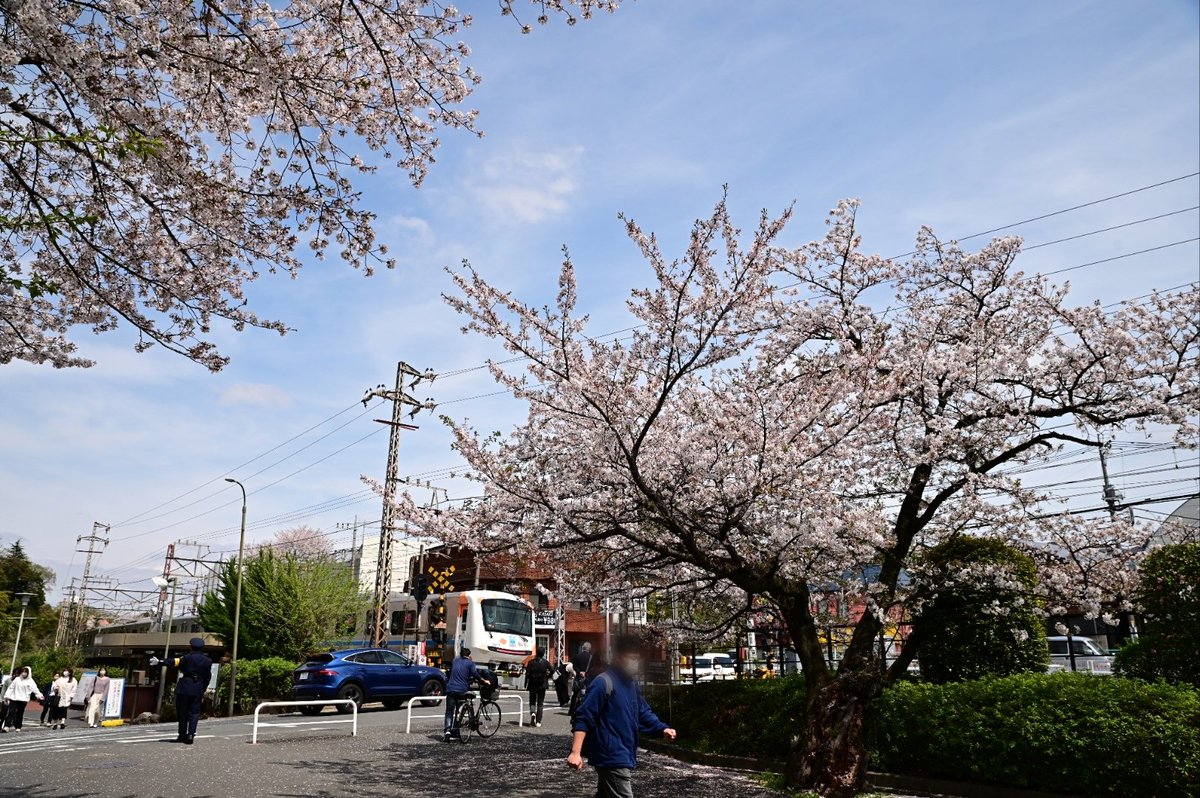 もころん号と桜の名所を巡る。その4

桜のキャンパス。

#もころん号
#5055f