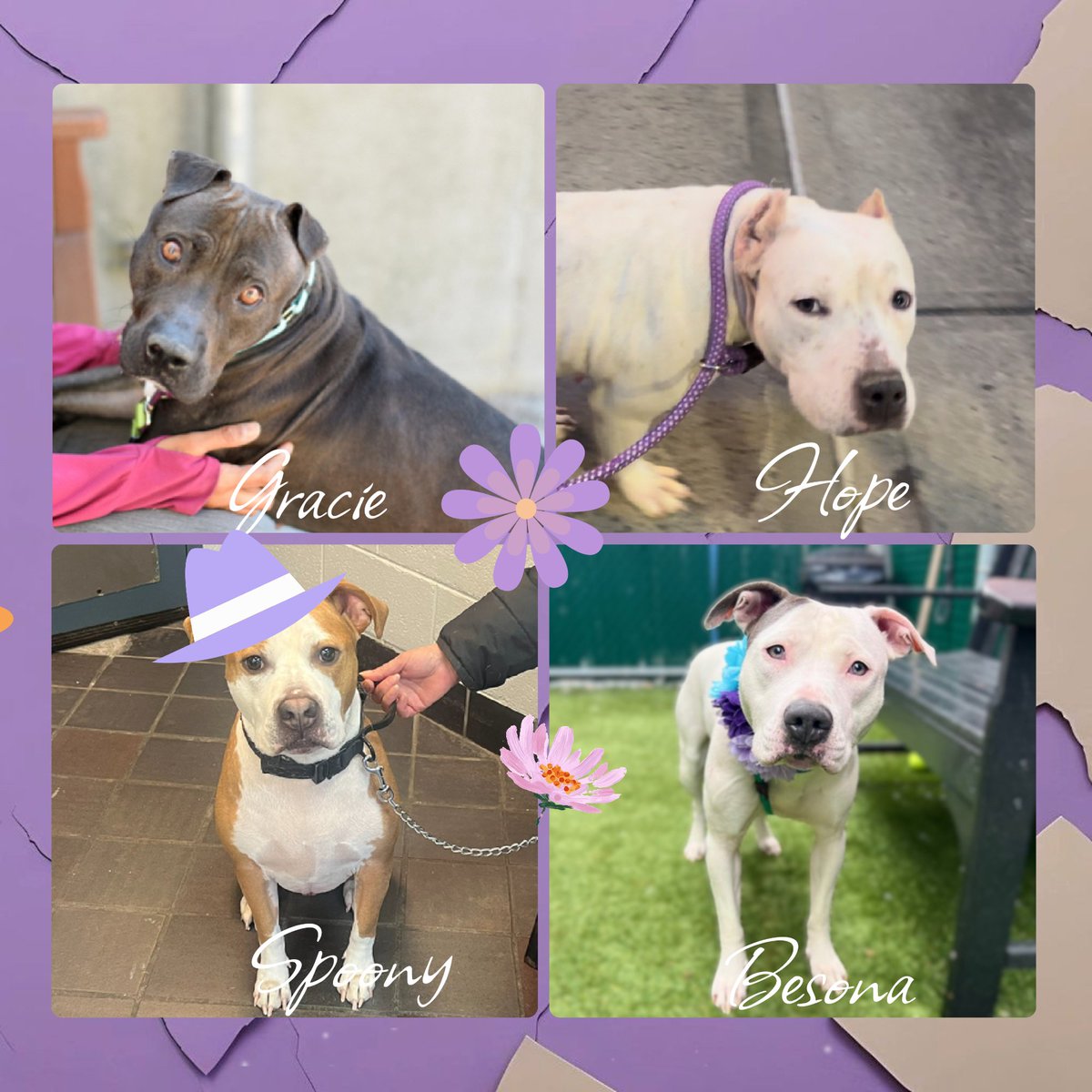 Circo is reserved for rescue 🎉 🚨 Gracie, Hope, Spoony & Besona remain under kill command. Anyone interested DM me.