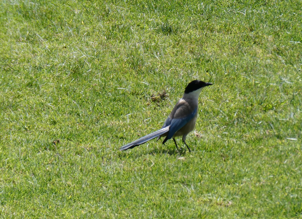 We’re not on a birding trip so the spots are whatever we see around the golf course or town in #Alvor, #Portugal  🇵🇹 - #housemartin #hoopoe #cattleegret #iberianmagpie