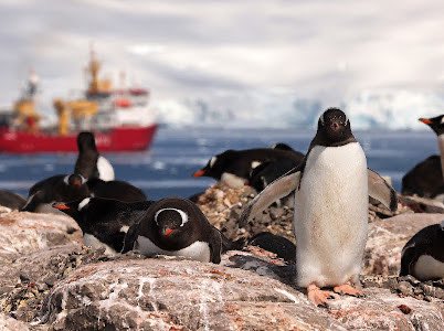 Happy penguin day to all our feathery friends. @BAS_News @AntarcticHT @Oceanites