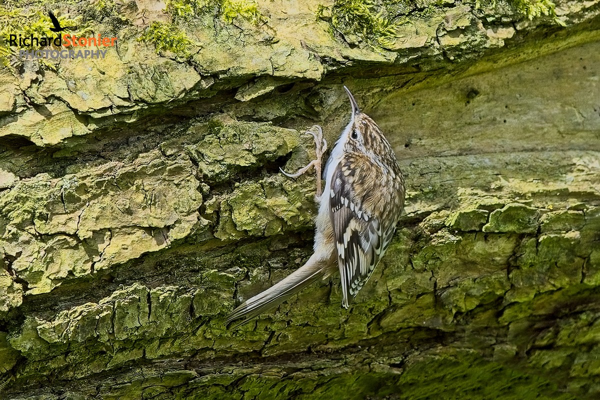 Treecreeper on my Staffs Nature reserve - they seem to be doing very well on this site