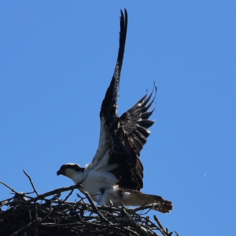 Lake Guntersville State Park - Town Creek Campground - Great place and #weather for watching #nature - Osprey and it's huge nest - @spann @weswyattweather @DossJerry #alwx @simpsonWVTM13 @ThePhotoHour @lakegvillesp #BirdsOfPrey #GoOutside