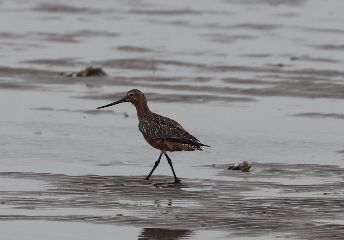 Bar-tailed godwit stepping out in summer plumage