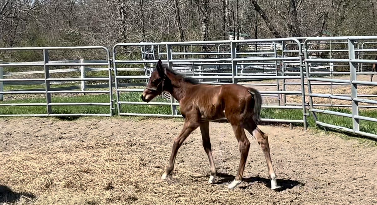 ‘24 NY Bred Filly Bucchero - Tribecky, by Saint Liam Just 1 week old!