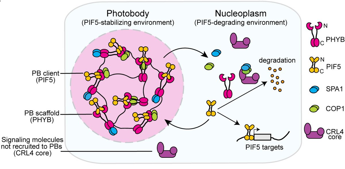 Happy to share our new paper on photobodies -- photobody formation spatially segregates two opposing phytochrome B signaling actions of PIF5 degradation and stabilization. Congrats, @plantbiogirl, @DeFan1131790, @jiangman15, Keunhwa Kim, @JuanDu84406597! nature.com/articles/s4146…