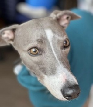 #LOST #DOG BLUE Adult #Female #Whippet Grey & White Wearing Collar & I.D. #Spayed #Missing from Papworth Everard #Cambridgeshire #CB23 East Anglia Thursday 25th April 2024 #DogLostUK #Lostdog #ScanMe doglost.co.uk/dog/191838