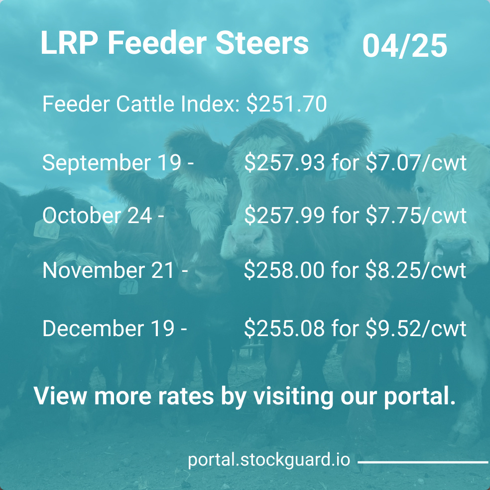 Stockguardinfo's tweet image. Thursday, April 25th LRP Rates: Stay current on today&apos;s live and feeder cattle rates–don&apos;t fall behind on the market! View live rates: hubs.ly/Q02v5jYm0

#LivestockRiskManagement #RiskManagementTools #LivestockSafety #FarmersProtection #LivestockInsurance
