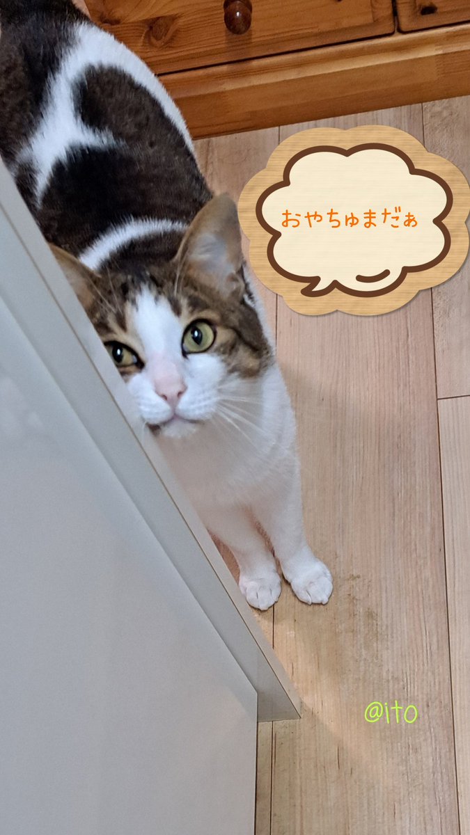 ☁☔おはようございます🐱

ご飯の後にオヤツの催促🐾
ご飯食べたばっかりだよっ☝💧

さぁっ、明日からＧＷですねっ(*'ᴗ'*)
皆様のご予定は？
母さんはいつも通りかなぁ〜😭
皆様、楽しいＧＷお過ごしくださいねぇ〜👋✨🍀*゜

 #猫のいる暮らし