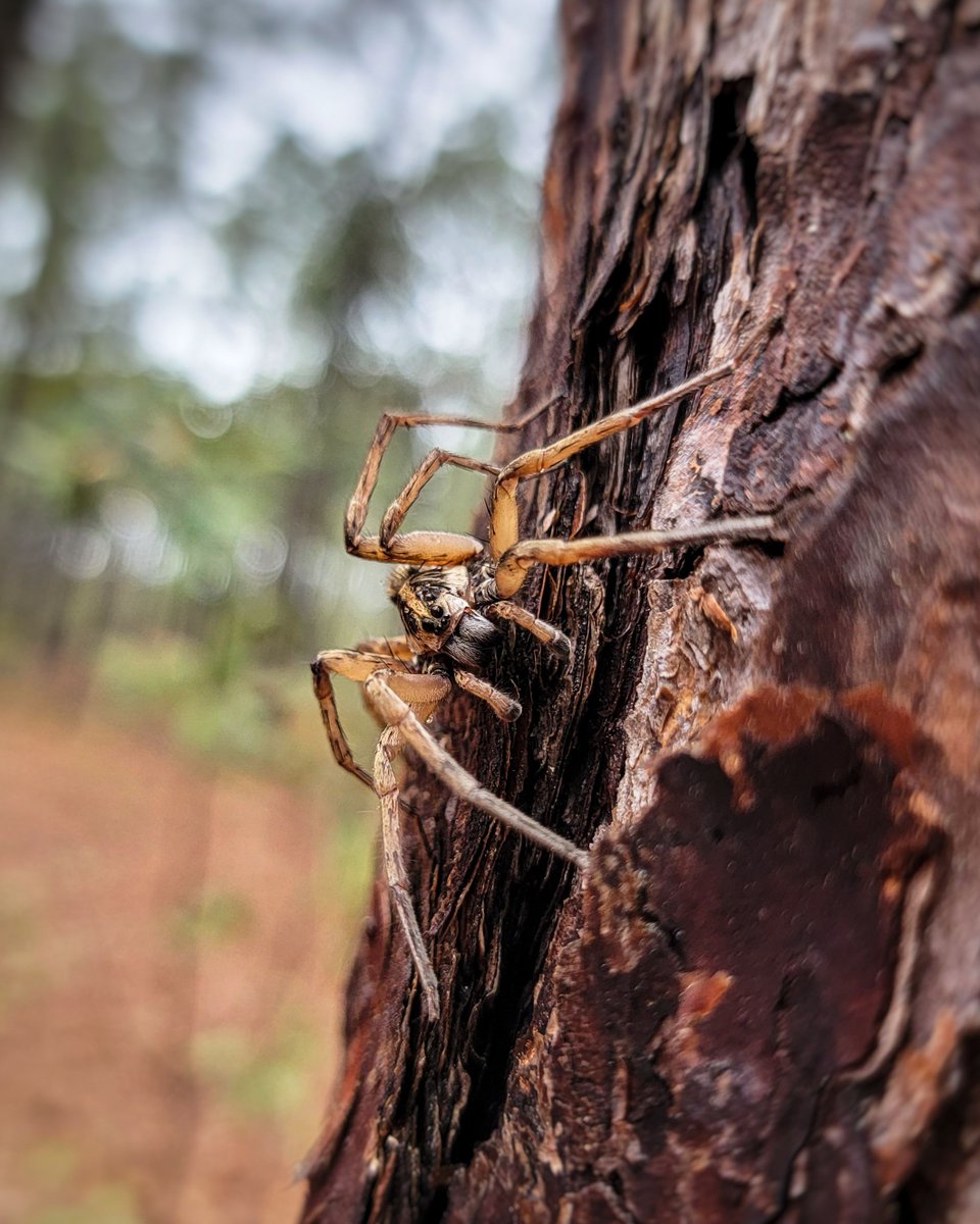 🕷️Wolf spiders (Lycosidae spp) are the sprinters of the spider world. Most species in this family do not spin webs. Instead, they stalk and pounce on their prey just like the wolves that inspired their name. #UGASREL #conservation #research #education #outreach #wolfspiders