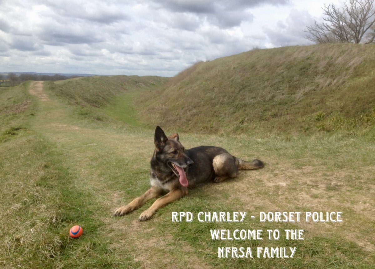 Meet RPD Charley who has recently joined the NFRSA from @PoliceDogDorset. Charley was bred for Police work as part of the Devon and Cornwall breeding programme. @DC_PoliceDogs She was paired with her new handler from Dorset Police upon retirement of his previous partner.…