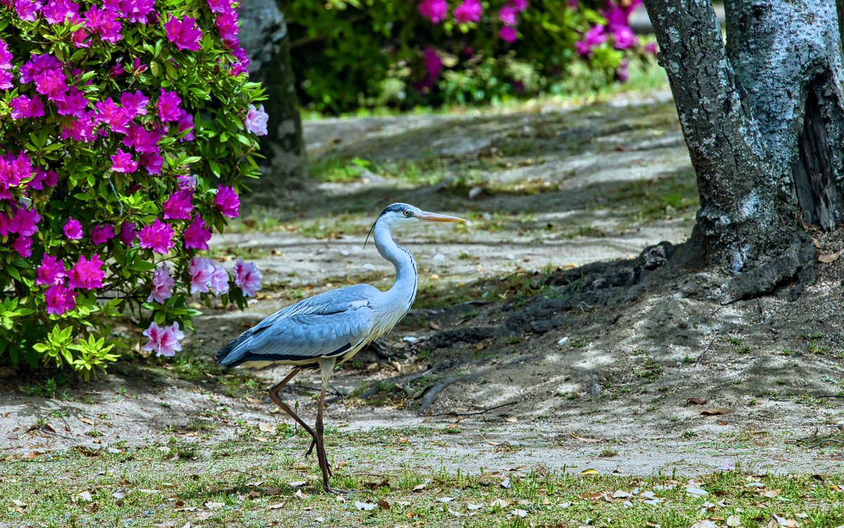 何時もの公園は未だツツジが満開，主のアオサギも居てくれた。