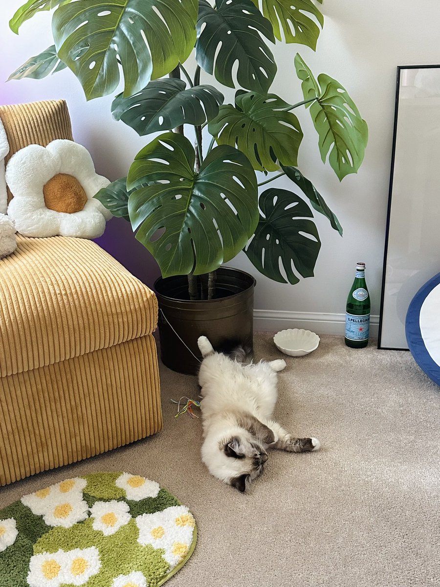 lunaloo 🧸 tweet media