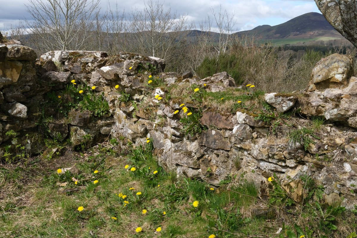 Ravensneuk Castle and its dandelions this morning