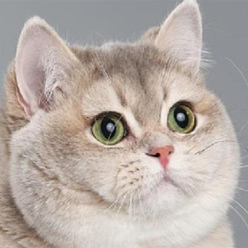 catpuffcoin tweet media