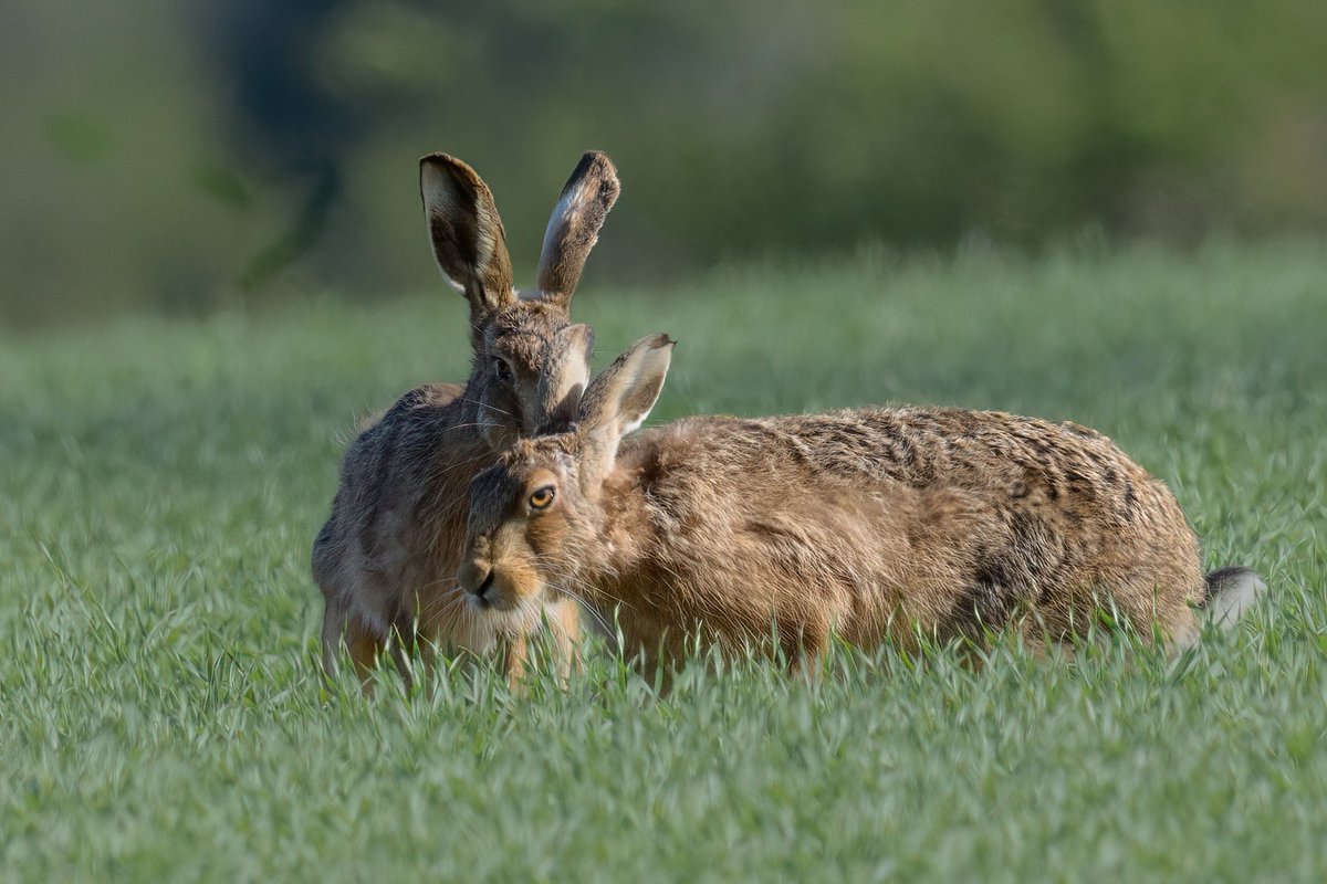 ‘Whisper sweet nothings in my ear’ ❤️
#hare #brownhare #Norfolk #Springwatch #BBCWildlifePOTD #wildlifephotography