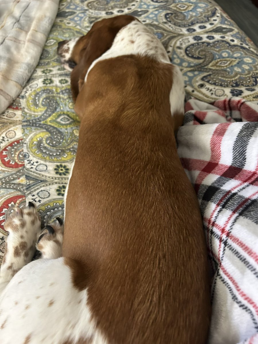 Anyone else have a Velcro Basset? Bailee absolutely freaks out if she can’t go EVERYWHERE with me. Like tries to get in the shower with me, everywhere. I’m sure the neighbors love it when I leave. #bassethound #bassethoundpuppy #bassethoundsoftwitter