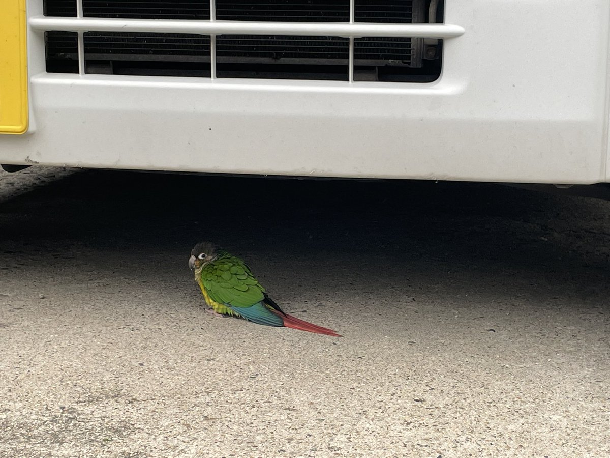 yoshiga_painter's tweet photo. 衝撃🫨
今朝の車の前に、ボロボロの謎の鳥…。。
インコかな。。
何かのメッセージか、、 https://t.co/xfEXFEZhbQ