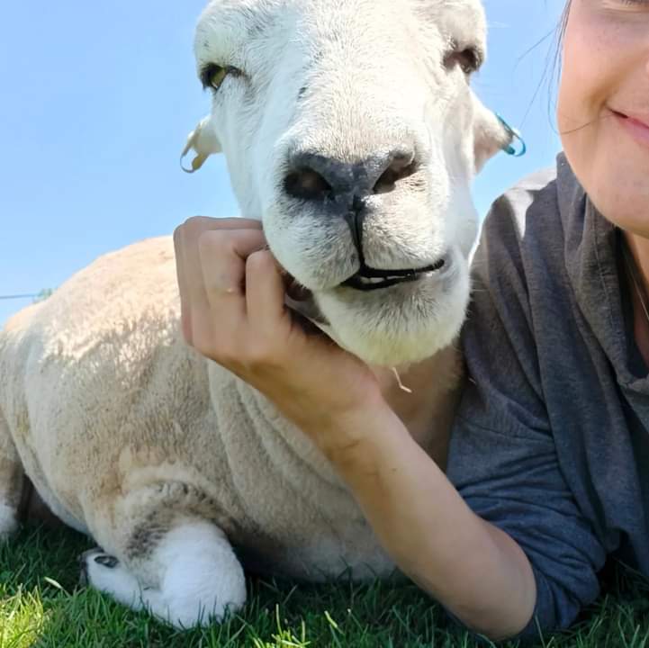 🐑 #ThrowbackThursday 🐑
Sweet, cuddly #SnowySheep when he first came to us 4 yrs ago as a baby 🥹 vs Snowy, all grown up, today 🥰

He is the biggest softie & just the most lovable, precious boy ever!! 💖

#VeganForHim
#AllLivesArePrecious
#FriendsNotFood
#FamilyNotFood