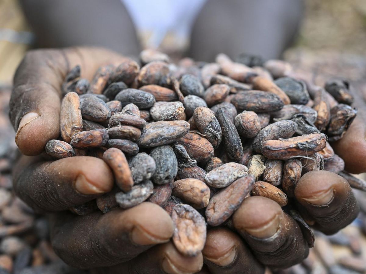 La production mondiale de chocolat est menacée par un virus sciencesetavenir.fr/nature-environ…