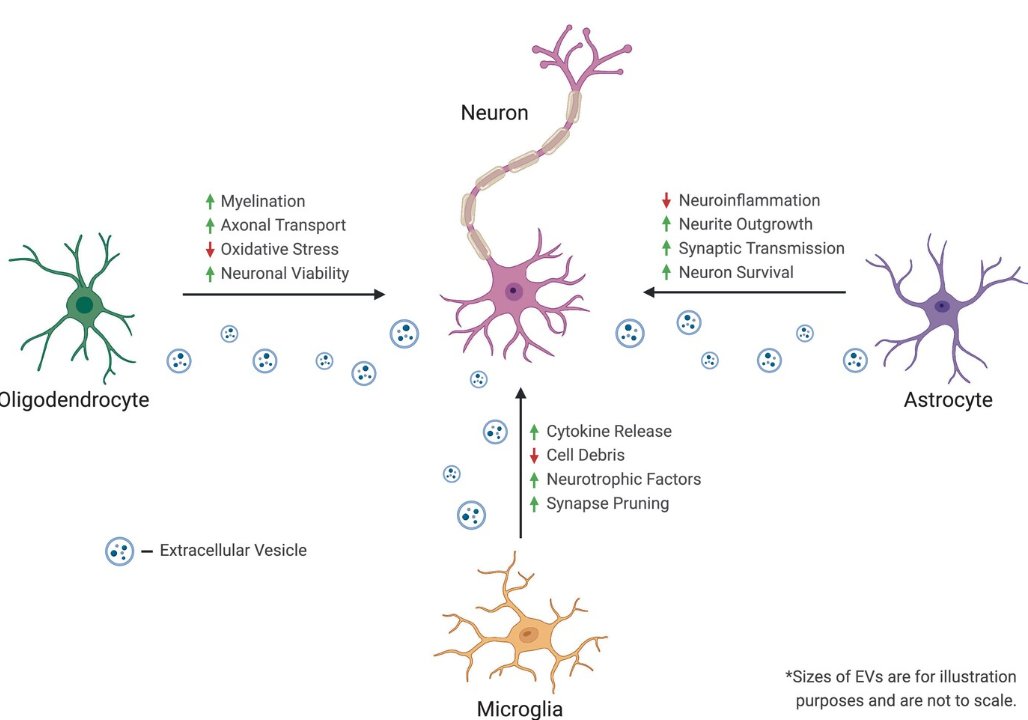 From the @UofT , a review of extracellular vesicles in the context of neurological diseases.

The complexity of extracellular vesicles: Bridging the gap between cellular communication and neuropathology
onlinelibrary.wiley.com/doi/10.1111/jn…