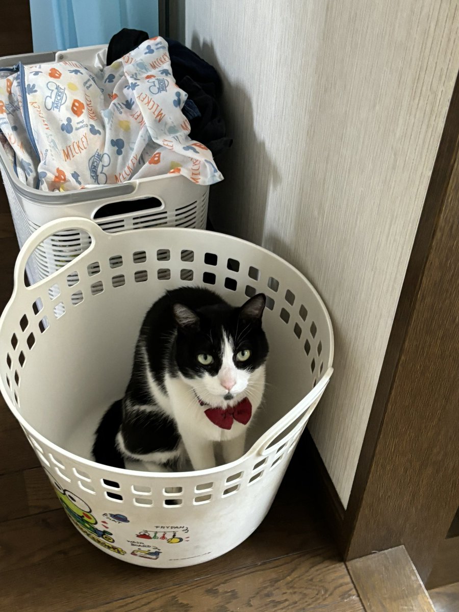 おはようございます😃 快晴☀️になると何故か洗濯物が増える🧺😻🤭ww #猫 #猫のいる幸せ　#猫好きさんと繋がりたい #猫のいる暮らし