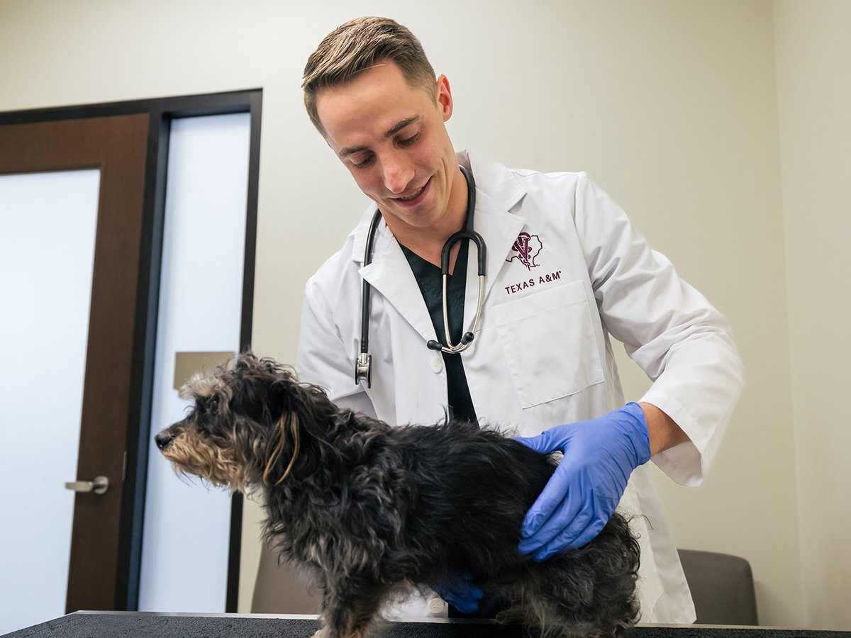 Despite the rigor of veterinary school & his leadership as the CO2024 president, Doug Ferry has made sure to incorporate music into his routine. After graduation, he hopes to explore more of the connections between music & medicine. #TAMUVetMed
More: vetmed.tamu.edu/news/press-rel…
