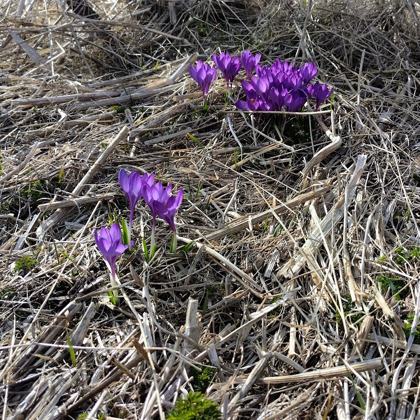 First purple blossoms Break long Icelandic winter #marvellous nature. #vss365 (Today has been the First Day of Summer, a national holiday here in Iceland ☀️🇮🇸)