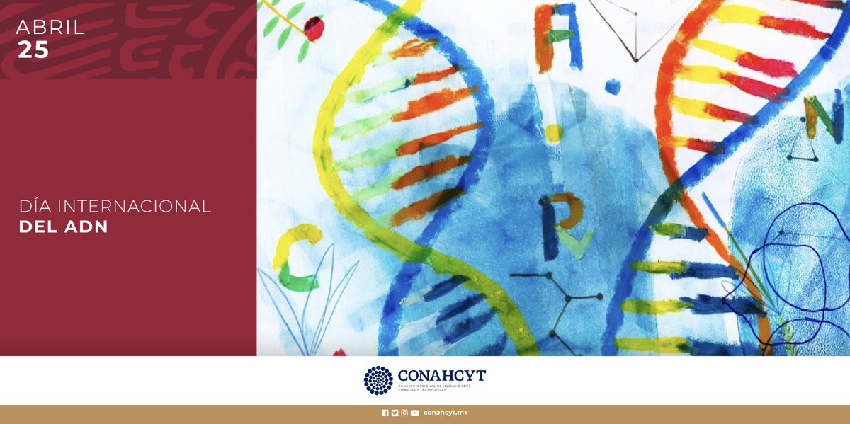 Secihti_Mx's tweet photo. El #ADN es la molécula informacional que contiene el código genético, su descubrimiento posibilitó el desarrollo de toda la biología molecular y aspectos tecnológicos muy importantes. Ahora se sabe que la información contenida en el ADN no es suficiente para entender la vida. https://t.co/yG3QvWtyem