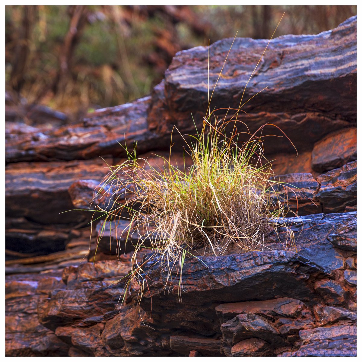 Grass in the Pilbara 

#Nature  #photography #landscapephotography  #snap_photo  #kuhlmtnculture #pilbara #3leggedthing  #colours  #desert  #pilbara #storm #grass