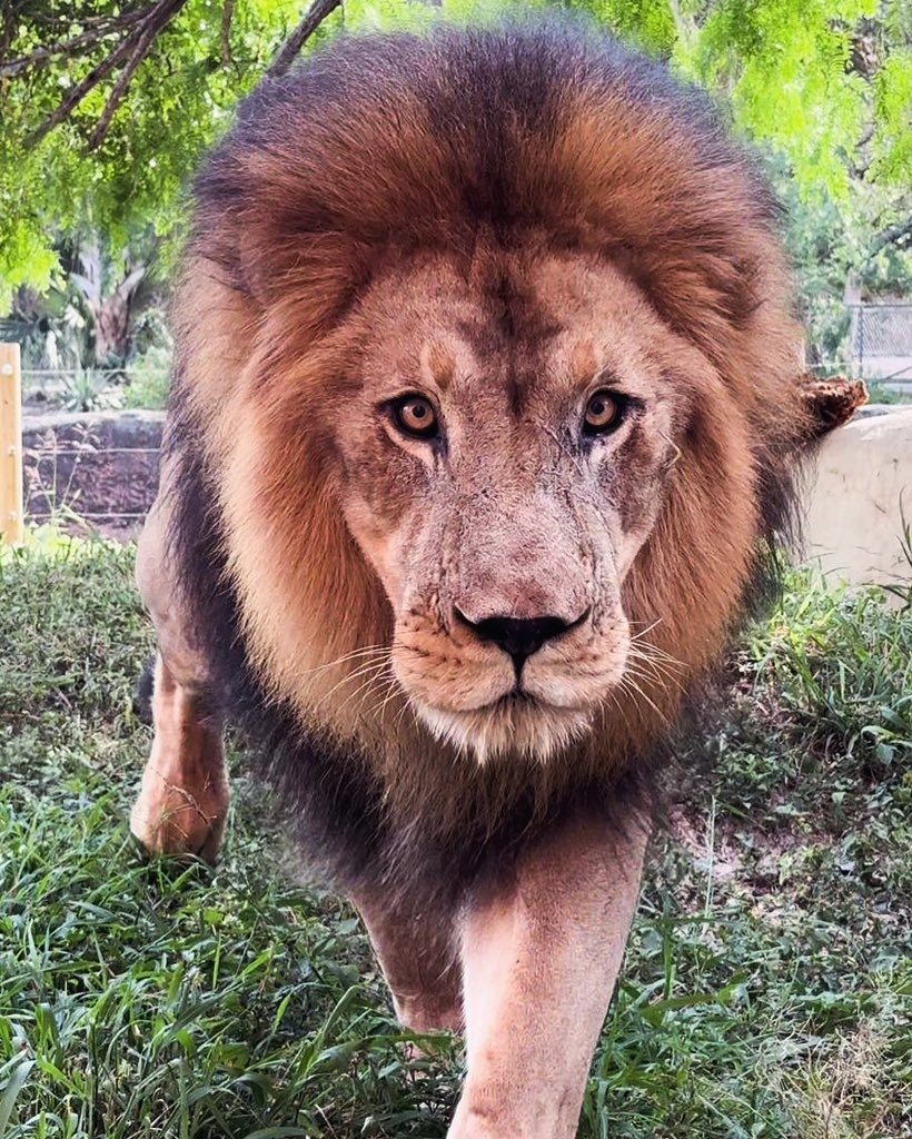 Jamil the staring contest champ 🏆 📸 by Ashley Solis, Carnivore Keeper #GPZoo #lion