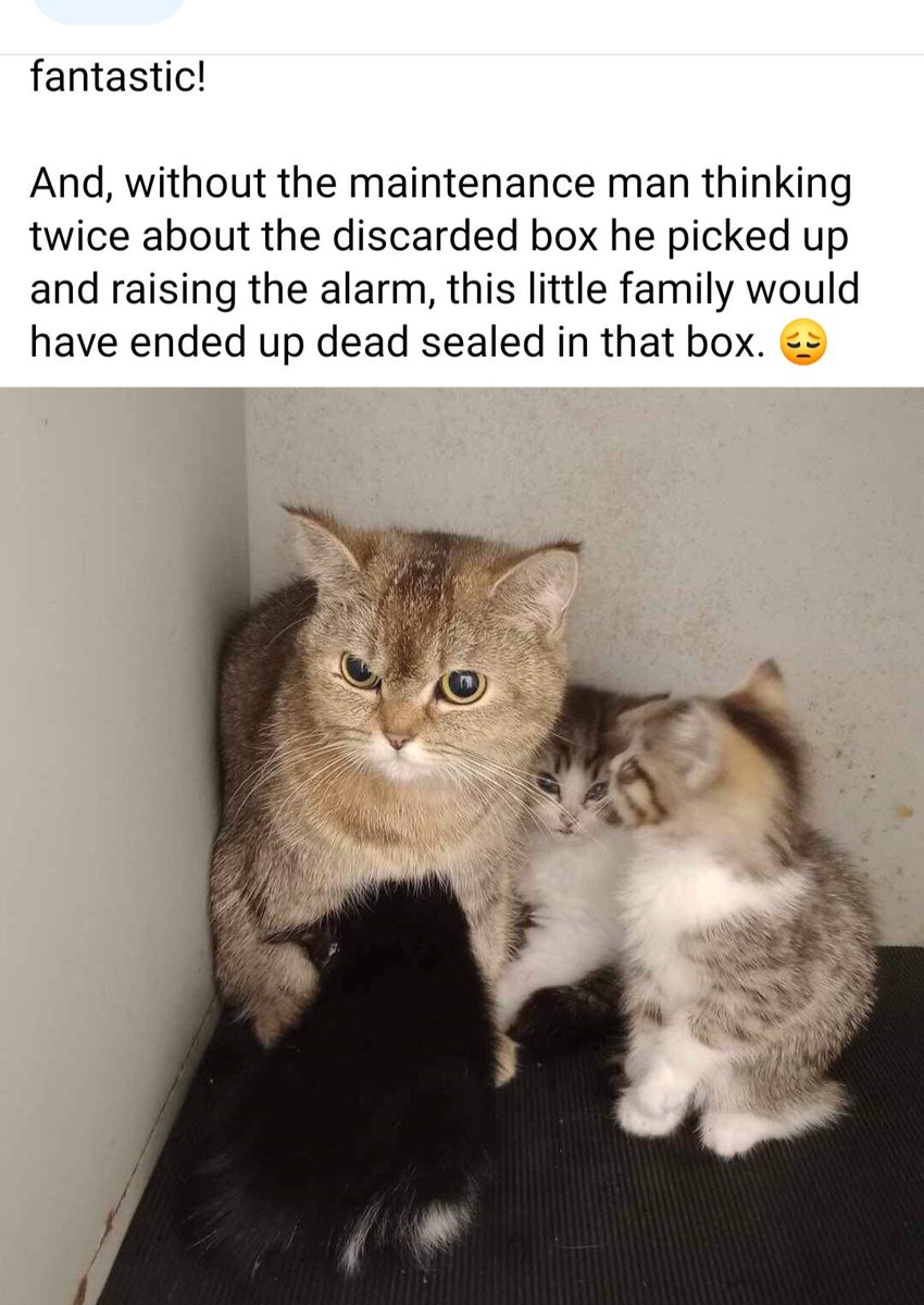 Please be mindful of closed boxes or bags at this time of year.Every year I say it can't get any worse: it does...😢 it is like empathy is unravelling #lovecats