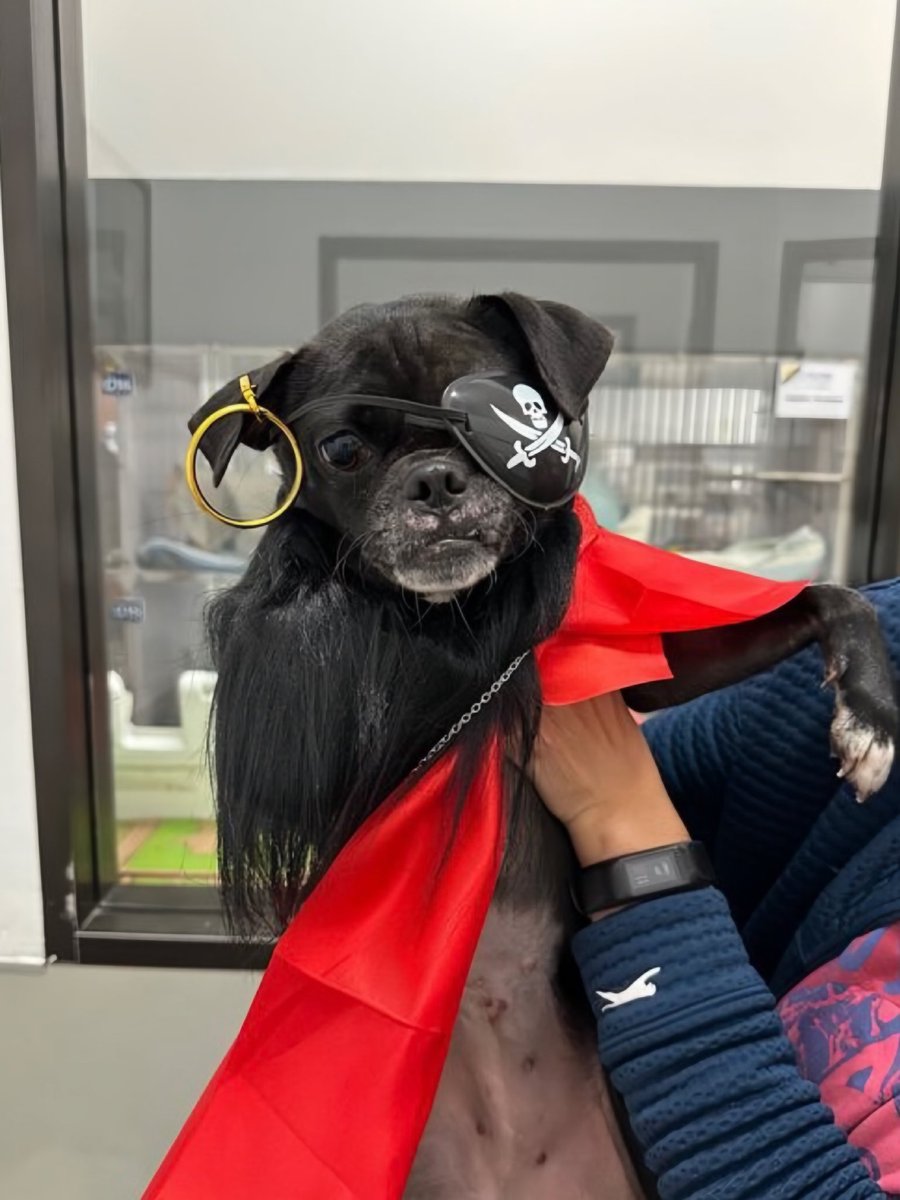 This is Puggles. You might be wondering why she’s dressed like a pirate. Well, her left eye wasn’t functional when she was rescued, and this plunderful pup needed surgery to get it removed. We covered that, and she's since set sail with an abso-loot-ly perfect family ❤️‍🩹