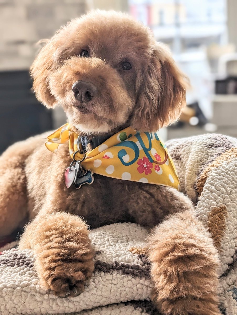 In case anyone forgot, Ansel is still fluffy. A little extra fluff for today. 💗