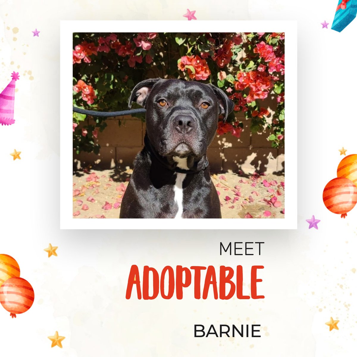 MEET BARNIE, a friendly, boy about 80lbs and 2-3 years old.  He is UTD on shots, fixed and chipped and ready to go home with you today!  To apply for BARNIE, visit lolr.org.

#adoptdontshop #adopt #adoptthisdog #rescue #rescuedog #rescuedismyfavoritebreed #doggo