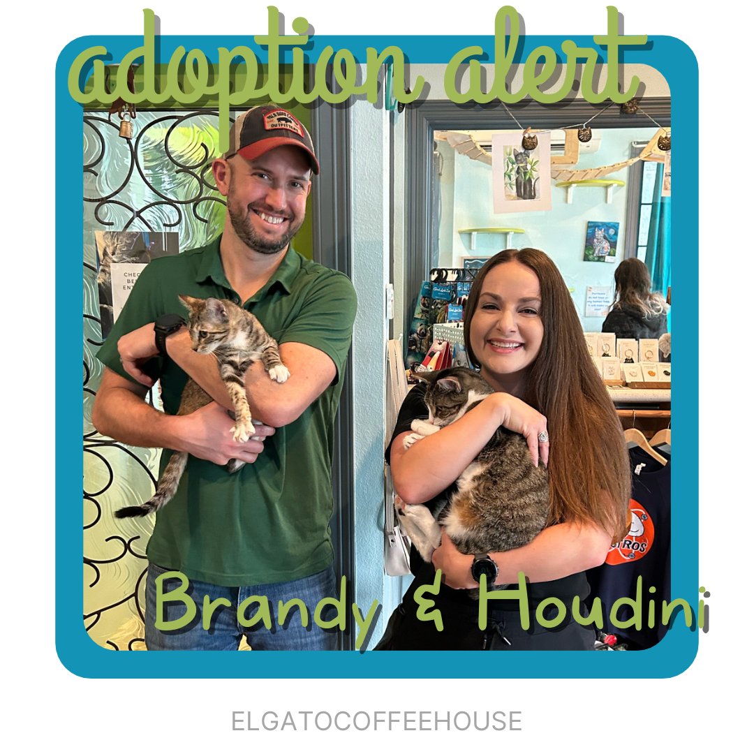 Holy moly! Our two wonderful kitties, Brandy and Houdini, just got adopted y’all 🙀 These two bundles of joy are doing great with their new furrever family and we couldn’t be happier for them! ✨💕 Adoption 793 & 794! #adoptdontshop #rescuecat #elgatocatcafe #elgatocoffeehouse
