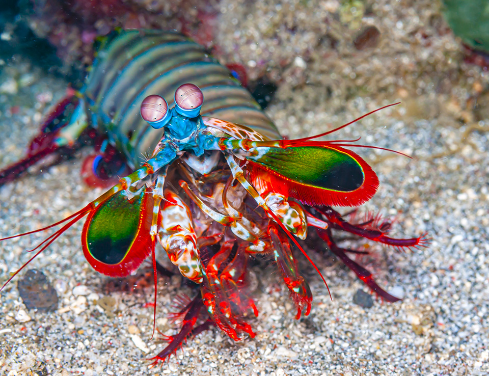 @NewportAquarium unveiled its new Ring of Fire: World of the Octopus exhibit focused on the fascinating creatures that live between volcanoes and ocean trenches in a region boasting the highest frequency of earthquakes on Earth. 🌊 Learn more in Connect: bit.ly/4d5yhro